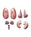 Modello cervello con arterie