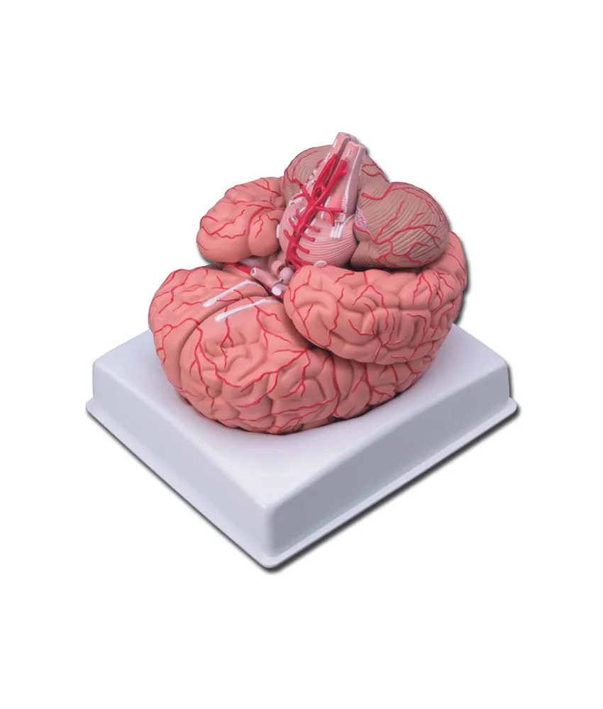 Modello cervello con arterie, 16 x 18 x h 16 cm