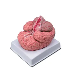 Modello cervello con arterie