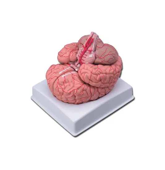 Modello cervello con arterie