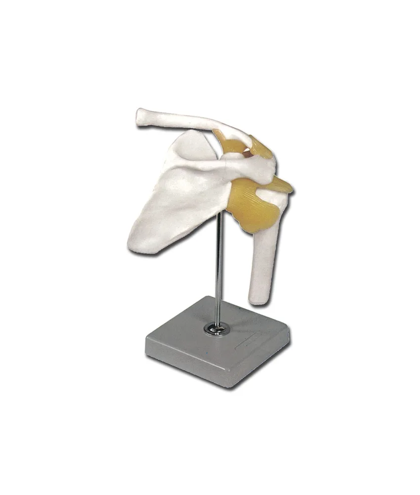 Modello clavicola con piedistallo, 29 x 12 x h 12 cm