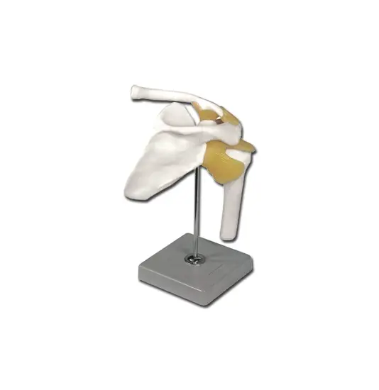Modello clavicola con piedistallo