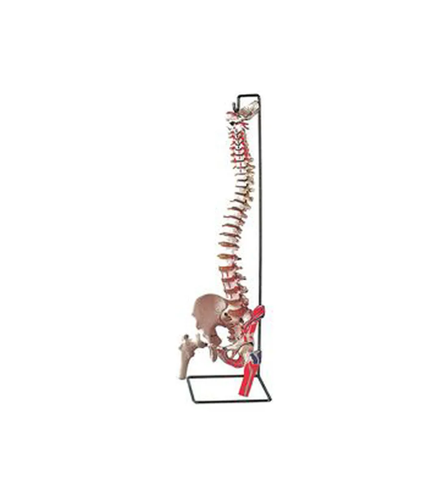 Modello colonna vertebrale, 95 x 20 x h 20 cm