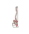 Modello colonna vertebrale