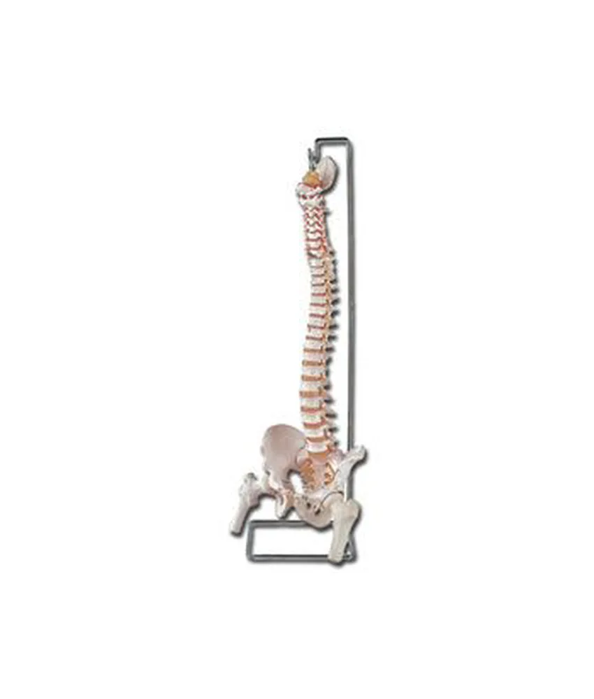 Modello colonna vertebrale, 95 x 20 x h 20 cm