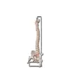 Modello colonna vertebrale