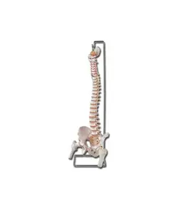 Modello colonna vertebrale