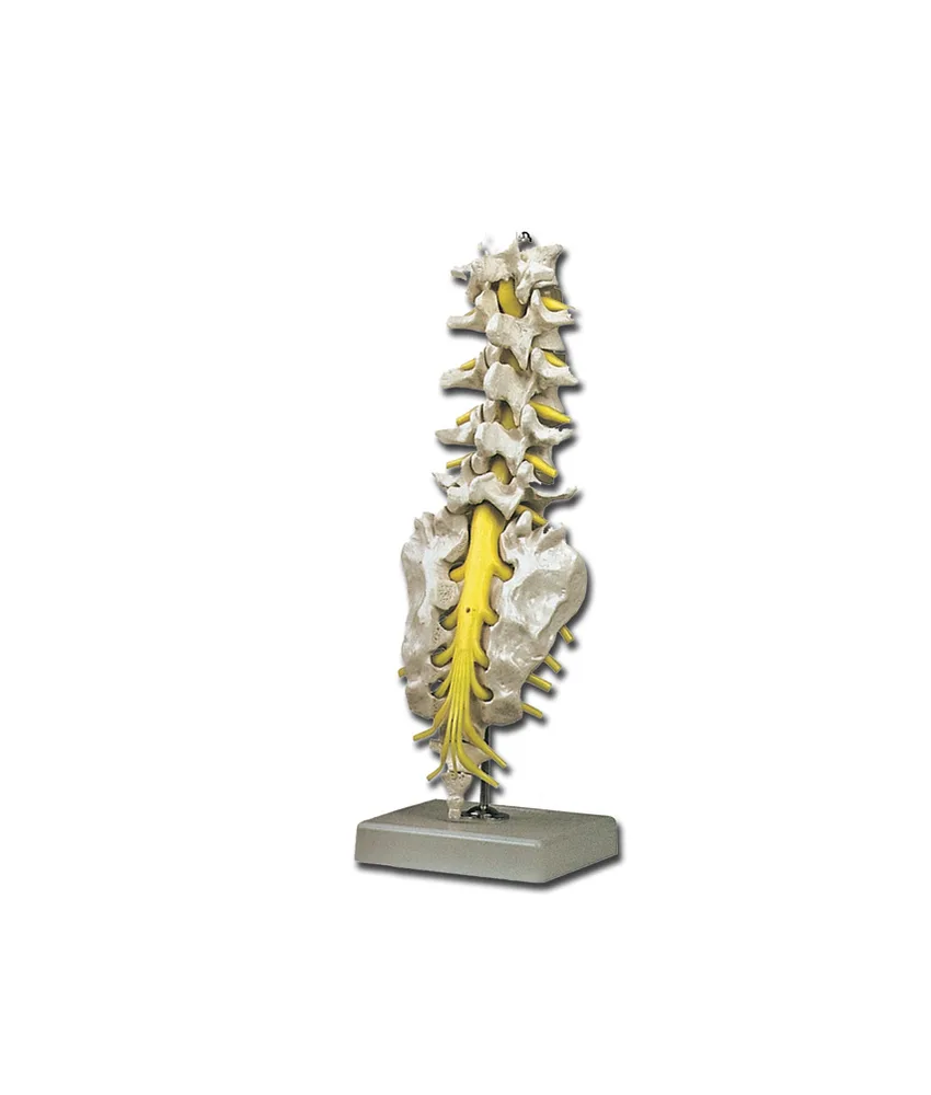 Modello colonna vertebrale lombare, 12 x 12 x h 36 cm