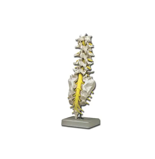 Modello colonna vertebrale lombare