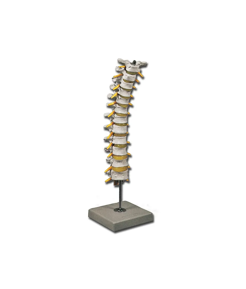 Modello colonna vertebrale toracica, 12 x 12 x h 40 cm