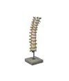 Modello colonna vertebrale toracica