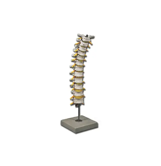 Modello colonna vertebrale toracica