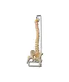 Modello colonna vertebrale