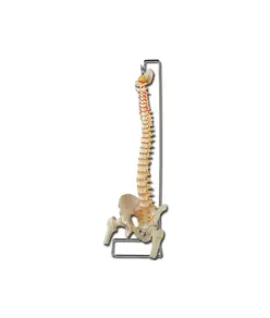 Modello colonna vertebrale