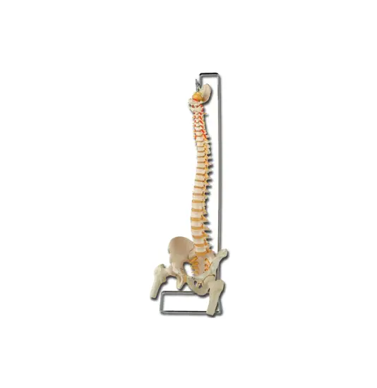 Modello colonna vertebrale