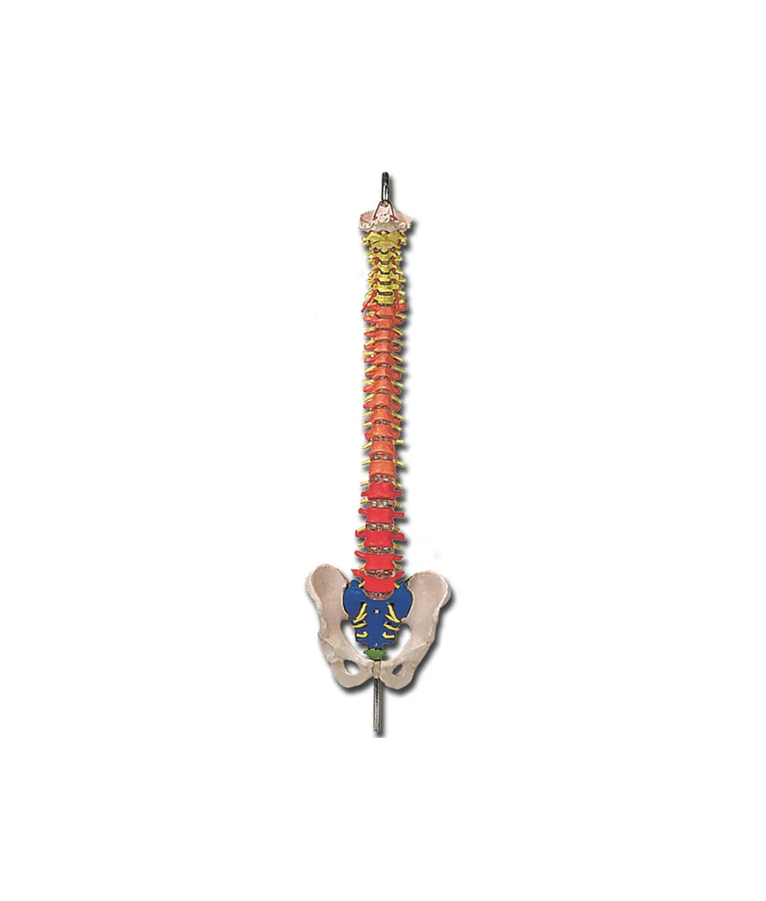 Modello colonna vertebrale, 98 x 23 x h 23 cm