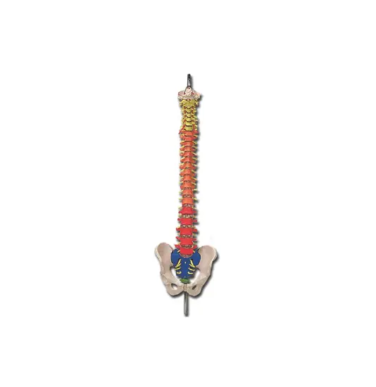 Modello colonna vertebrale