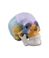 Modello cranio colorato