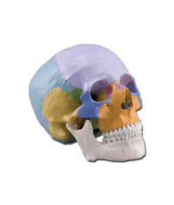 Modello cranio colorato