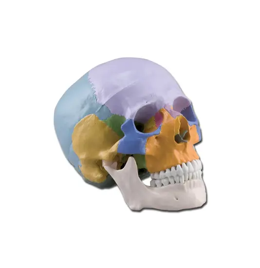 Modello cranio colorato