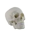 Modello cranio numerato