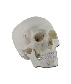 Modello cranio numerato