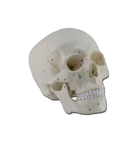 Modello cranio numerato