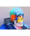 Modello cranio umano colorato