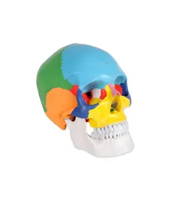 Modello cranio umano colorato
