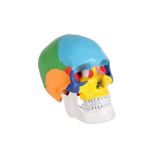 Modello cranio umano colorato