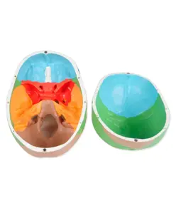 Modello cranio umano colorato