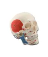 Modello cranio umano con muscoli