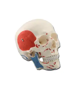 Modello cranio umano con muscoli