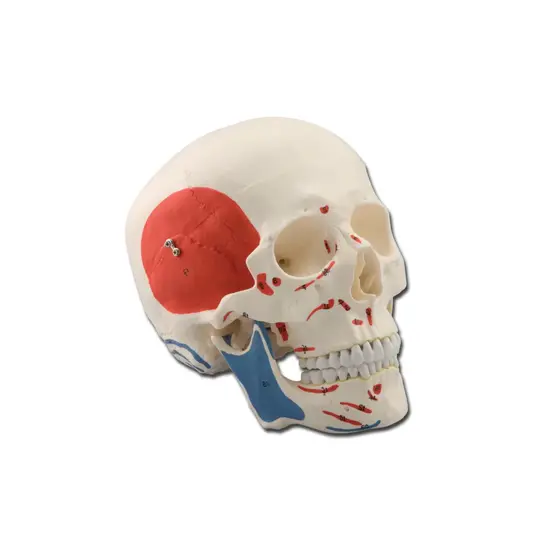 Modello cranio umano con muscoli