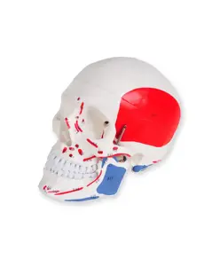 Modello cranio umano numerato