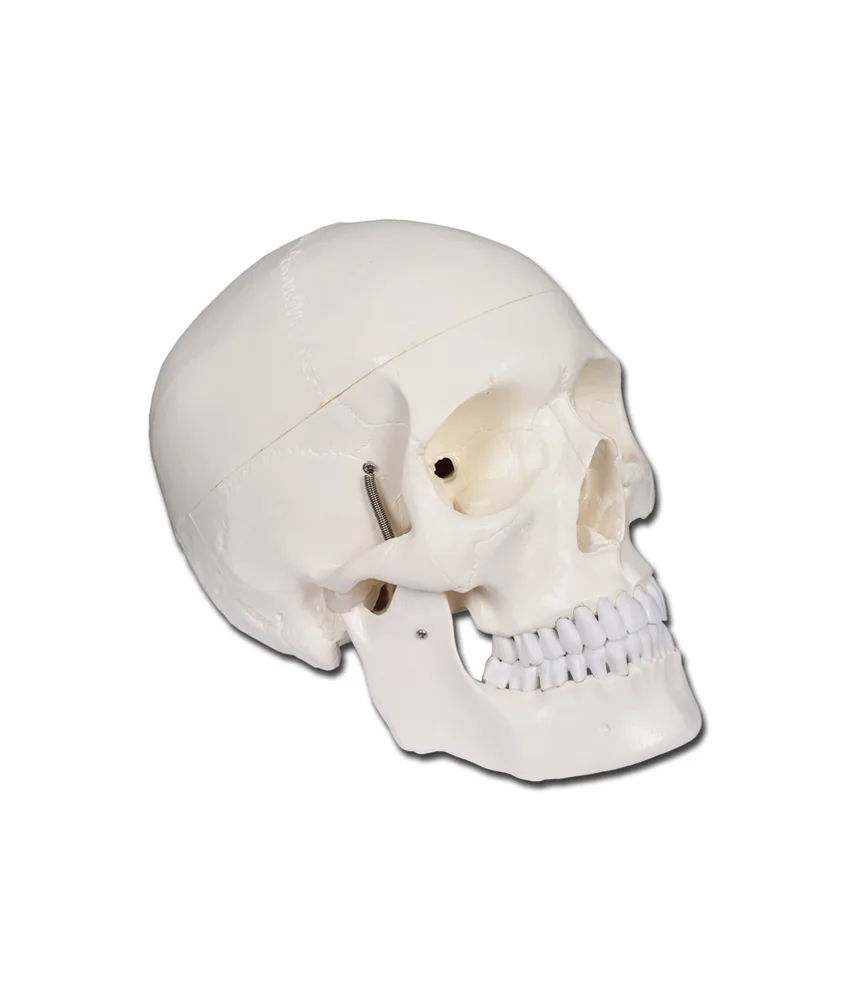 Modello cranio umano, 19 x 13,5 x h 19 cm