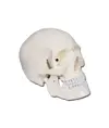 Modello cranio umano