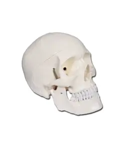Modello cranio umano