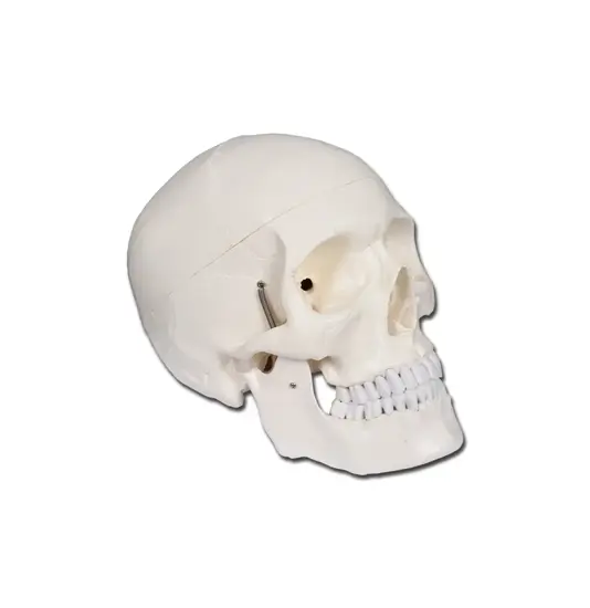 Modello cranio umano