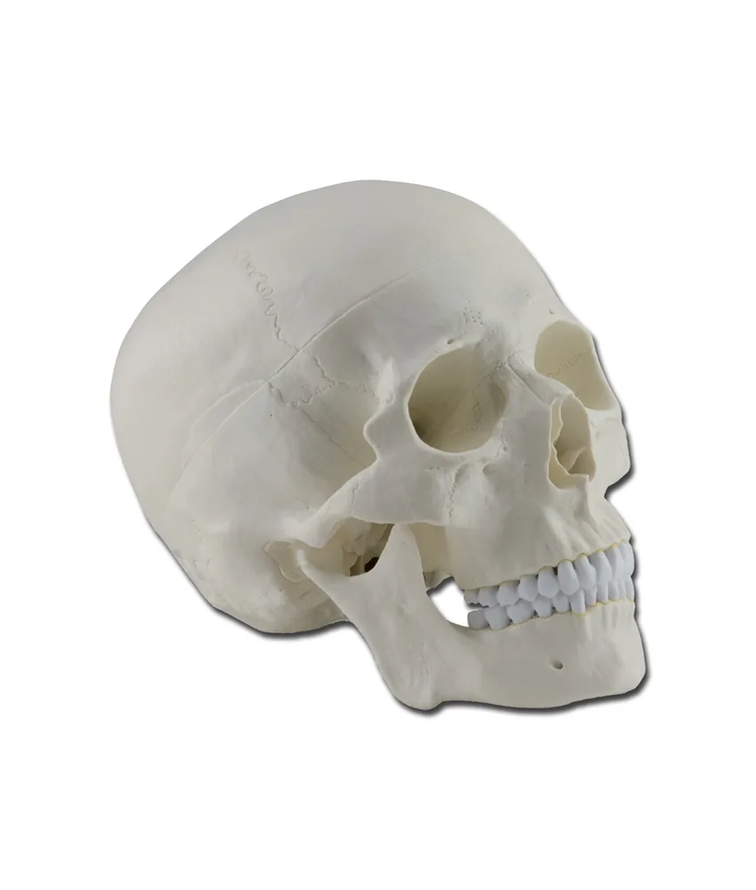Modello cranio umano, 22 x 14 x h 16 cm