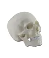 Modello cranio umano