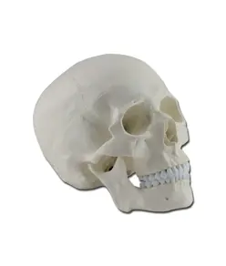 Modello cranio umano