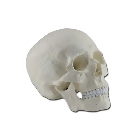 Modello cranio umano