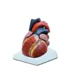 Modello cuore grande