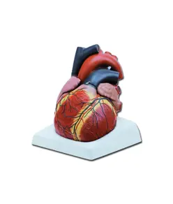 Modello cuore grande