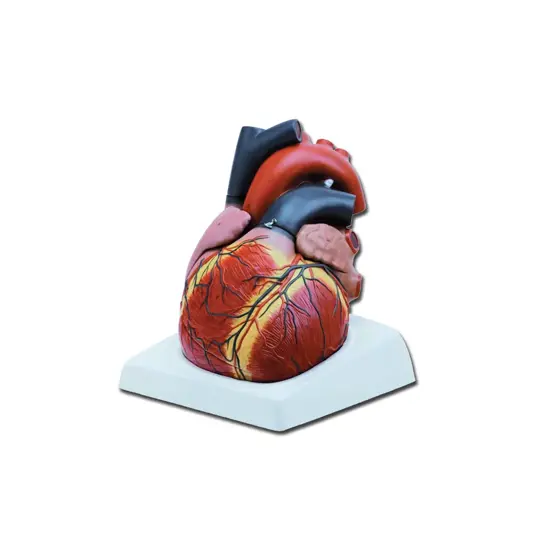 Modello cuore grande