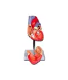 Modello cuore