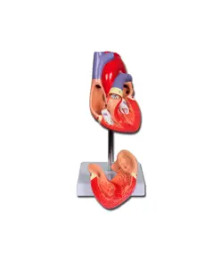 Modello cuore