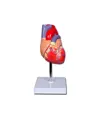 Modello cuore