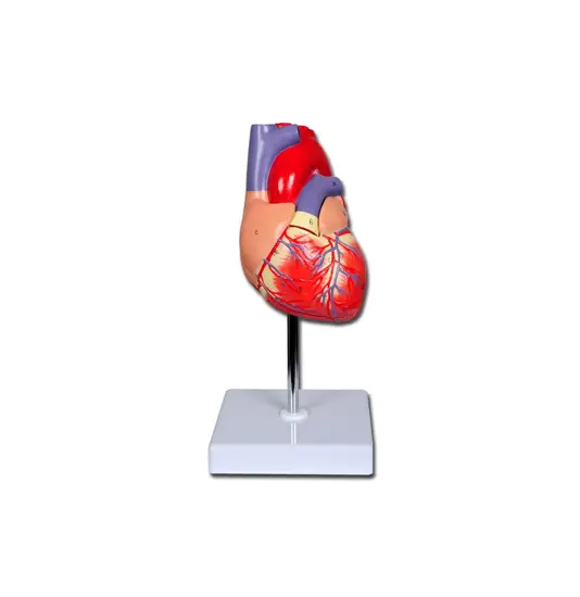 Modello cuore